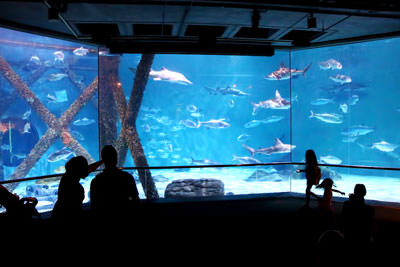Aquatic Exhibit Design Photo 1