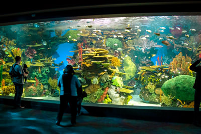 Ripley's Aquarium Of Canada Photo 6