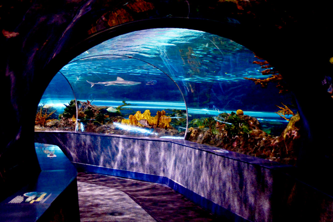 Ripley's Aquarium Of The Smokies Photo 3