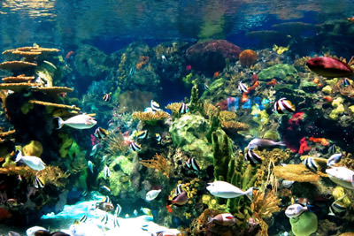Aquarium Design Photo 10