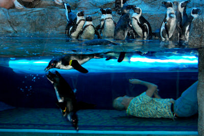 Ripley's Aquarium Of The Smokies Photo 2