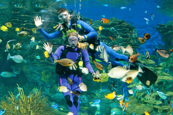Aquatic Species Curatorial Consulting for Aquariums