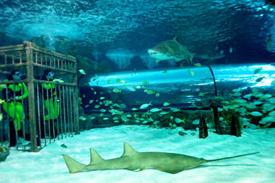 Ripley's Aquarium Of Myrtle Beach Photo 3
